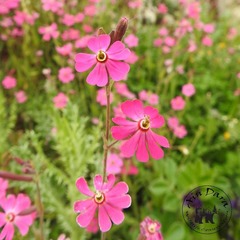 Silene damascena