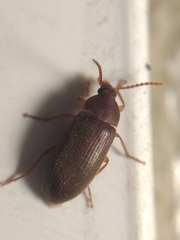 Coleoptera