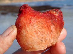 Cnemidocarpa