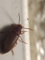 Coleoptera