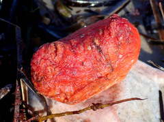 Cnemidocarpa