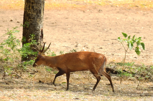 Muntíaco (Muntiacus muntjak)