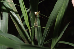 Tenodera costalis