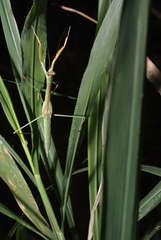 Tenodera costalis