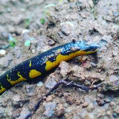 Uropeltis macrolepis