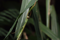 Tenodera costalis