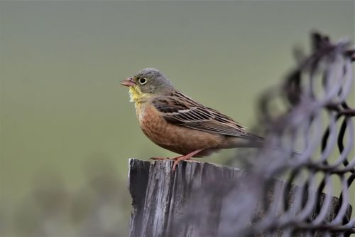 Ortolan Bunting