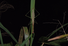 Tenodera costalis