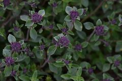 Ziziphora clinopodioides