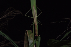 Tenodera costalis
