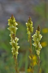 Linaria acutiloba