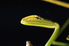 Tenodera costalis
