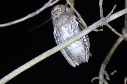 Rinjani Scops Owl (Otus jolandae), photo 5