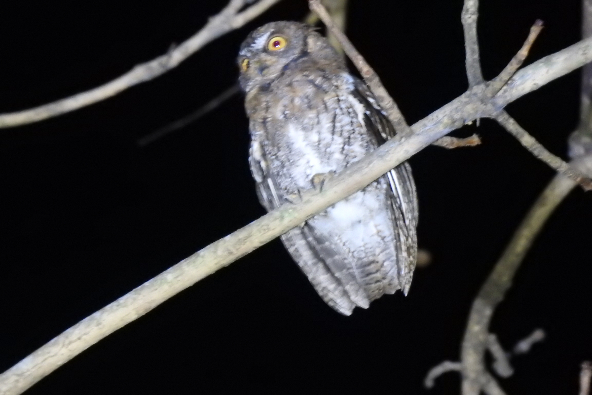 Rinjani Scops Owl (Otus jolandae), photo 6