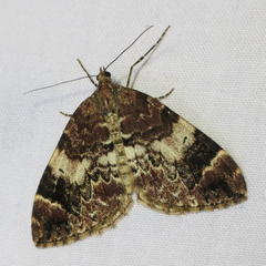 Dysstroma sobria