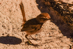 Calamanthus campestris