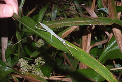 Tenodera costalis