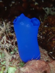 Rhopalaea