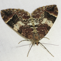Dysstroma sobria