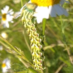 Cucullia chamomillae