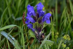 Dracocephalum grandiflorum
