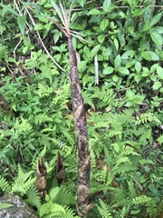 Phyllostachys makinoi