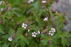 Geranium krylovii
