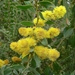 Acacia lucasii - Photo 由 johneichler 所上傳的 (c) johneichler，保留部份權利CC BY-NC