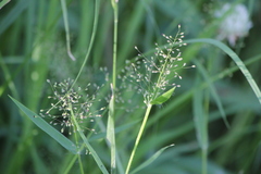 Dichanthelium implicatum