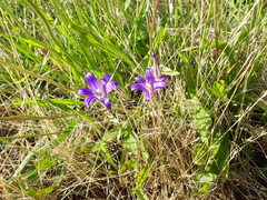 Brodiaea elegans hooveri