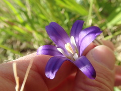 Brodiaea elegans hooveri