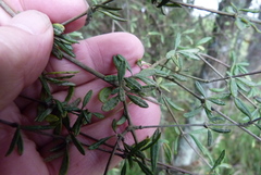 Olearia bullata