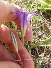 Brodiaea elegans hooveri