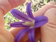 Brodiaea elegans hooveri