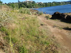 Brodiaea elegans hooveri