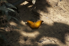 Vindula dejone erotella