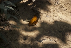 Vindula dejone erotella