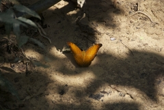 Vindula dejone erotella