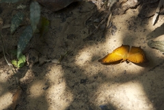 Vindula dejone erotella