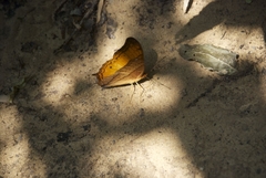 Vindula dejone erotella