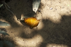 Vindula dejone erotella