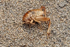 Rhachocnemis validus