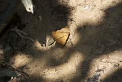 Vindula dejone erotella