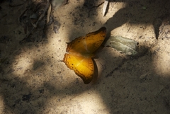 Vindula dejone erotella