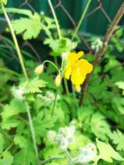Chelidonium