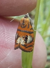 Olethreutes arcuella