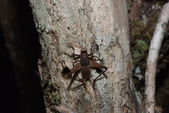 Agnotecous albifrons