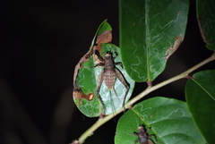 Agnotecous albifrons