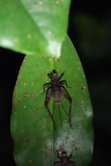 Agnotecous albifrons