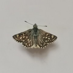 Muschampia tessellum